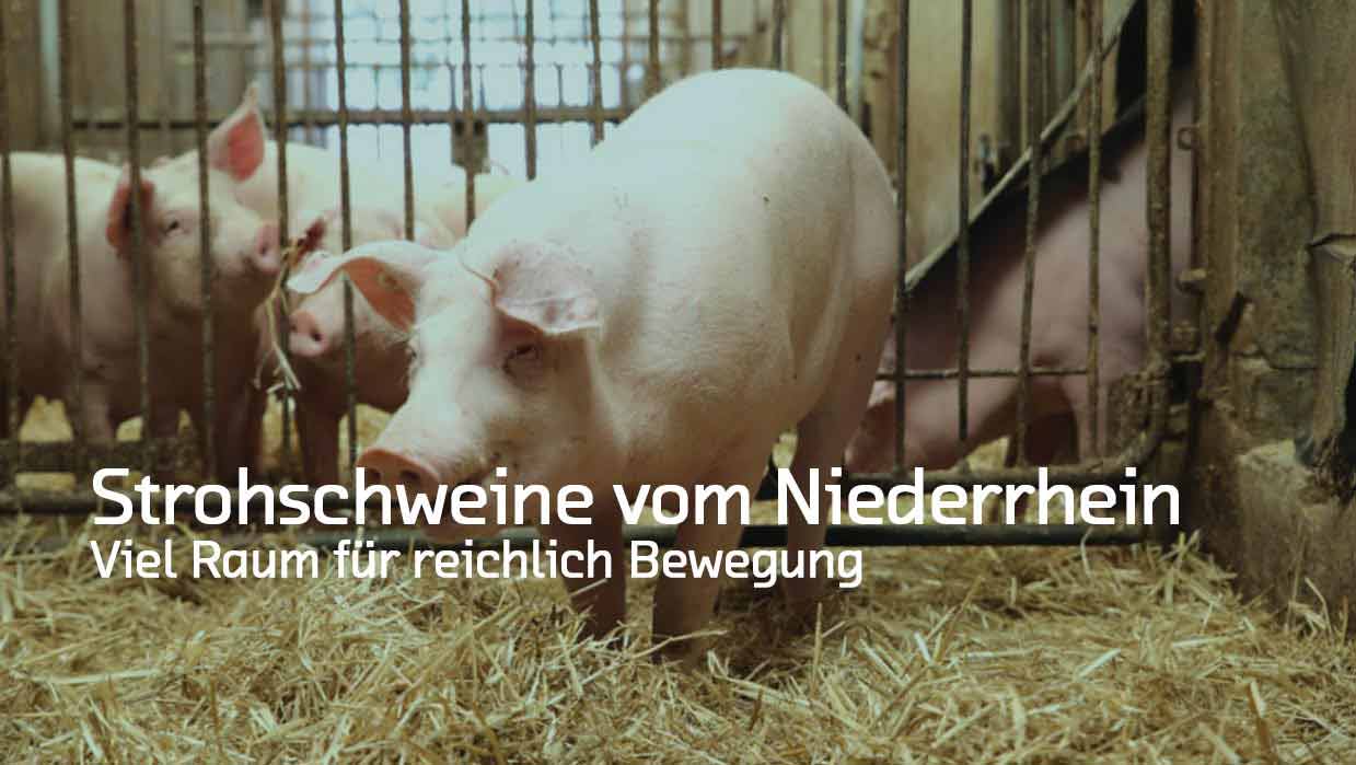 Naturverbund Strohschweine