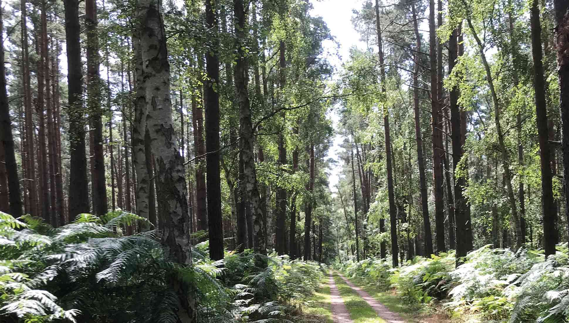 Naturwald – Naturverbund