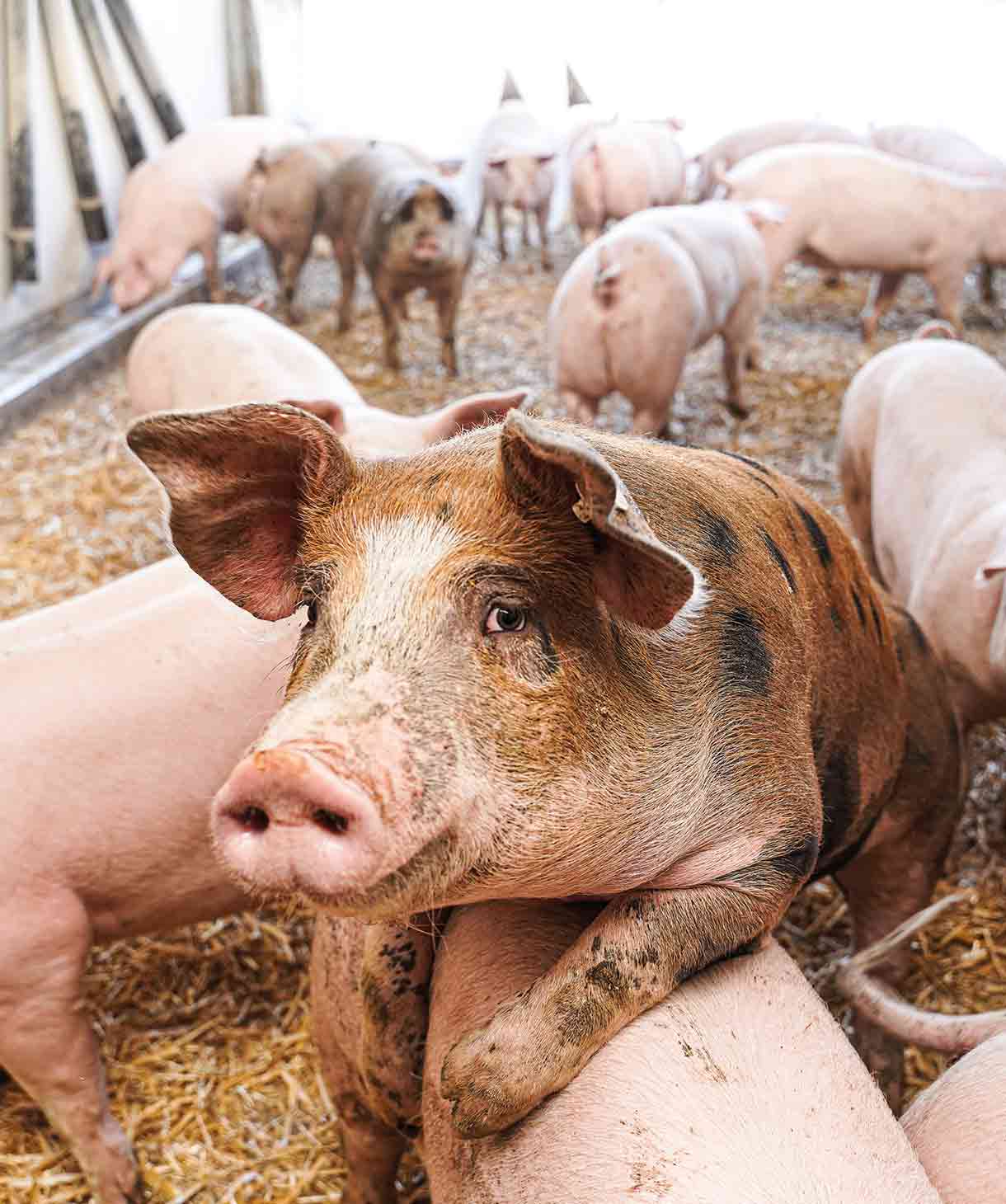 Schweine im Offenstall Naturverbund
