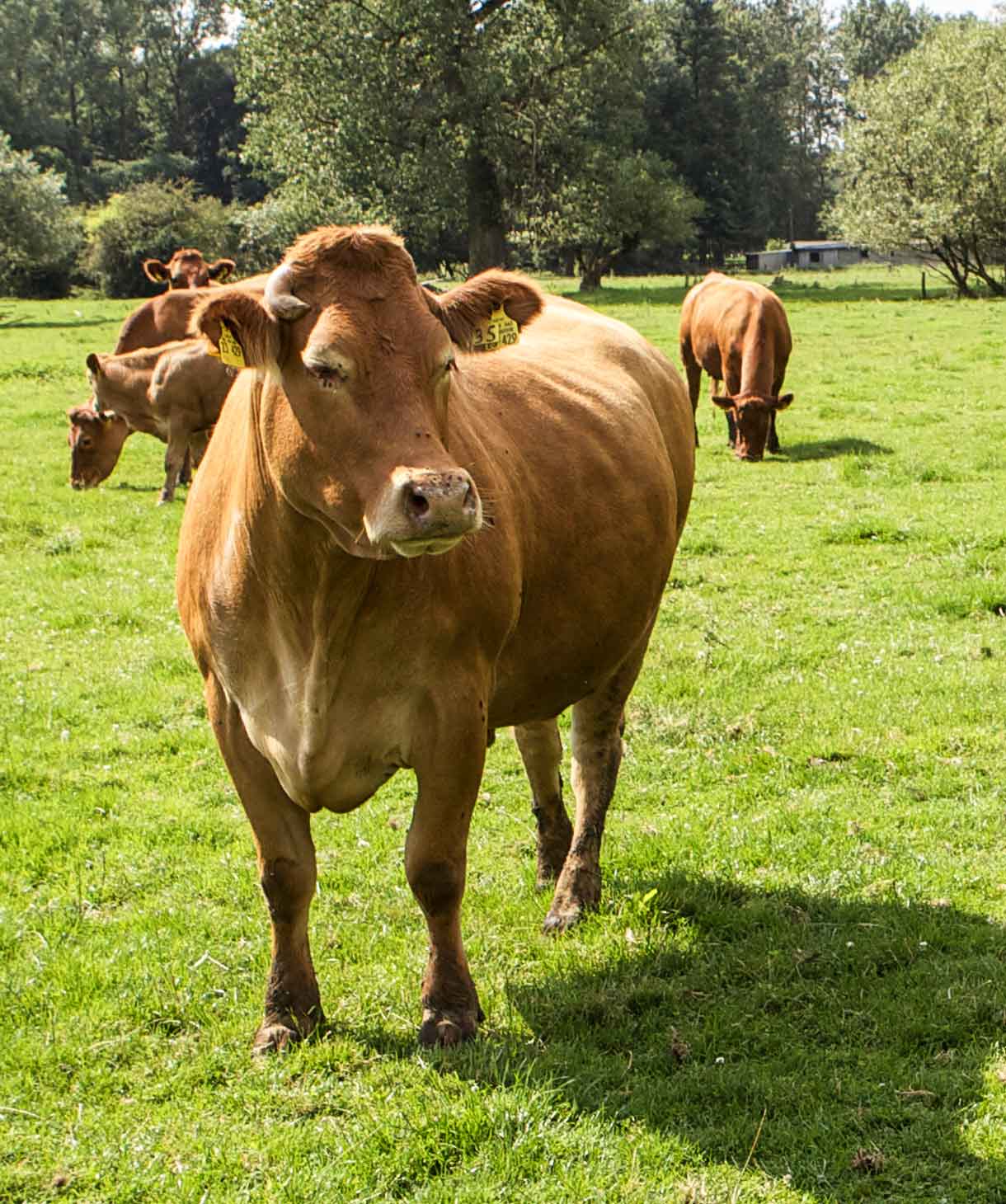 Bio-Rinder auf der Weide