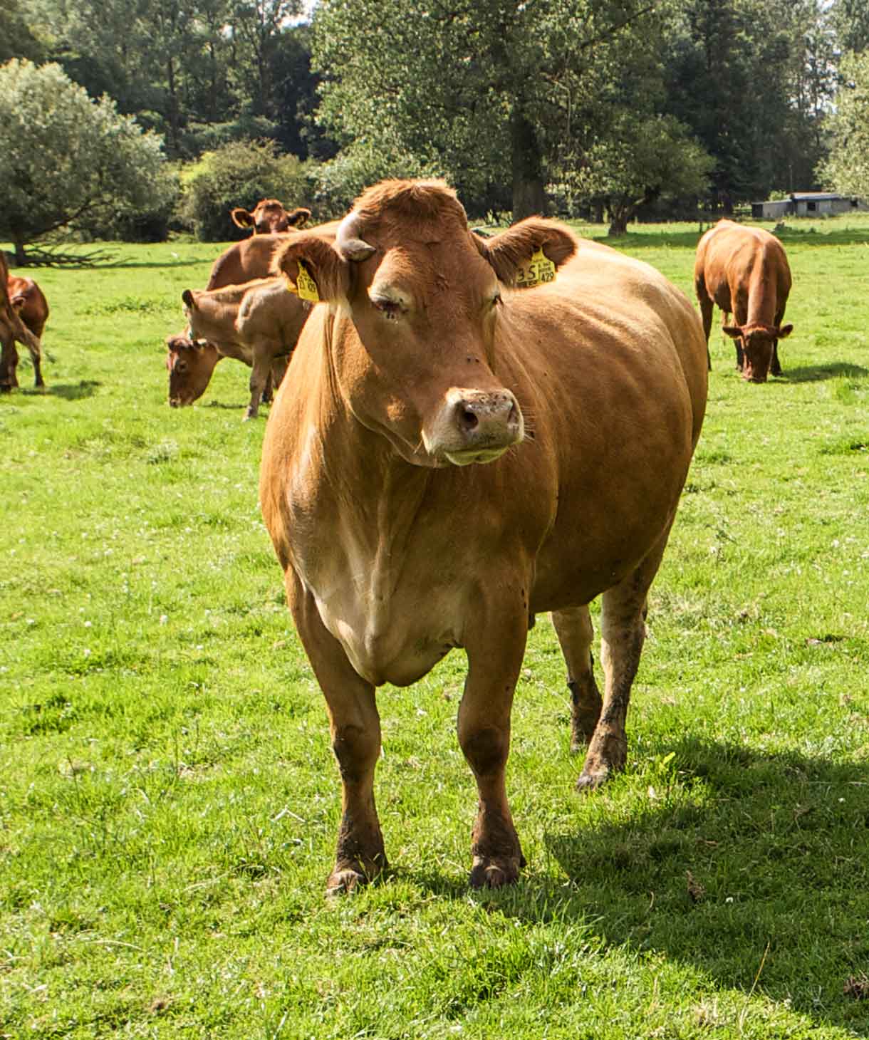 Bio-Rinder Naturverbund auf der Weide