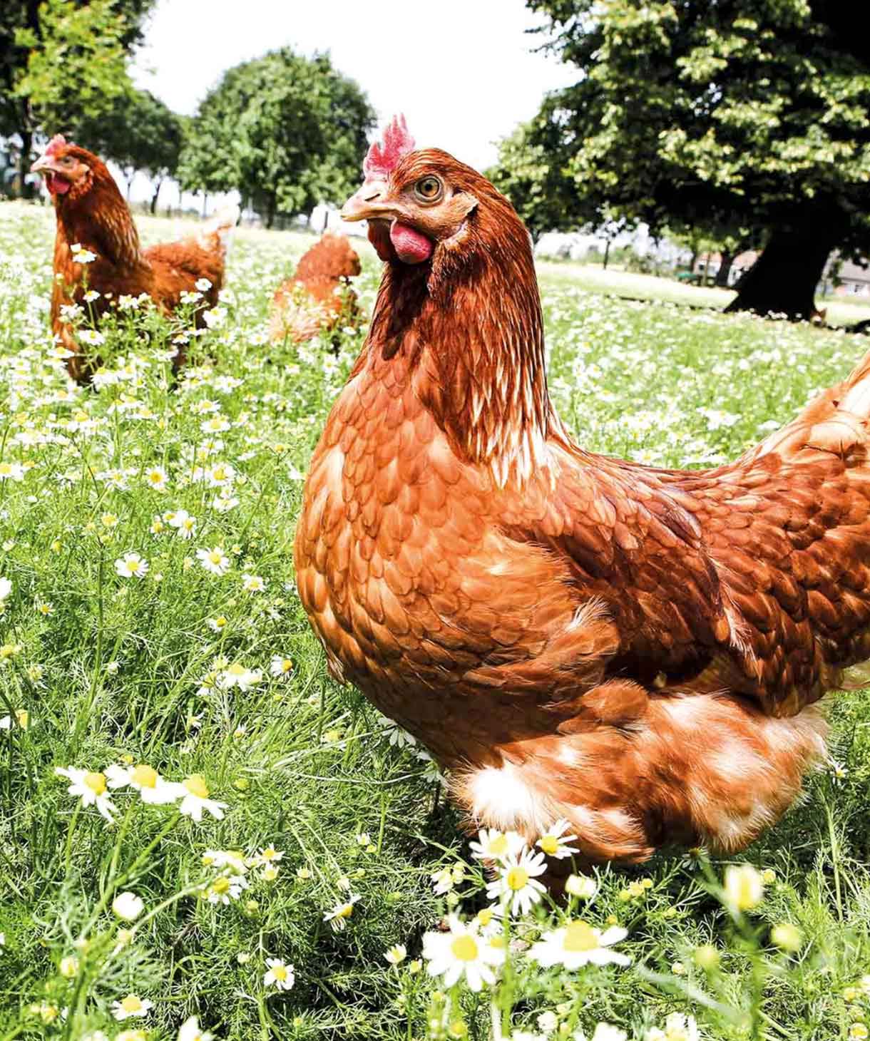 Hühner grasen auf einer grünen Wiese unter blauem Himmel, umgeben von bunten Wildblumen.  