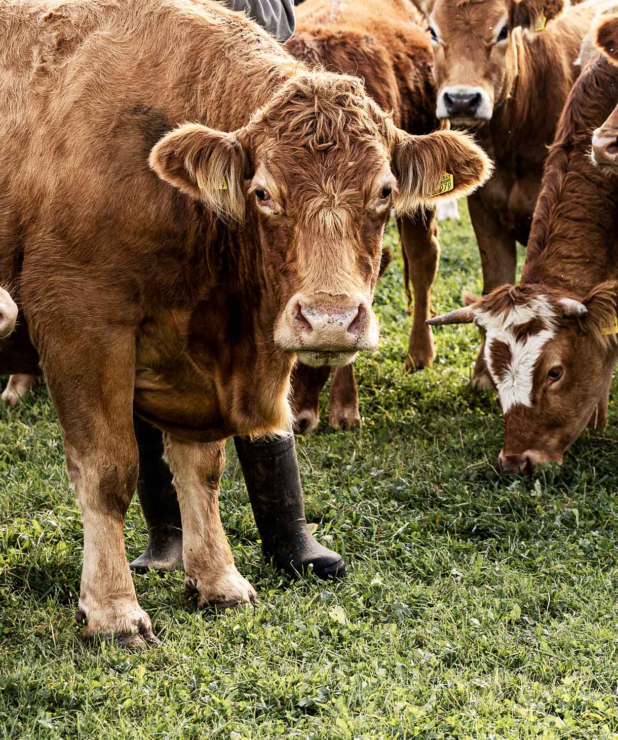 Weiderind blickt in die Kamera