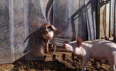 Schweine im Offenstall genießen das Stroh, während sie in einer ländlichen Umgebung mit natürlichem Licht verweilen.