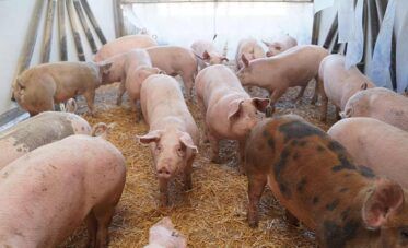 Schweine auf Stroh im Offenstall